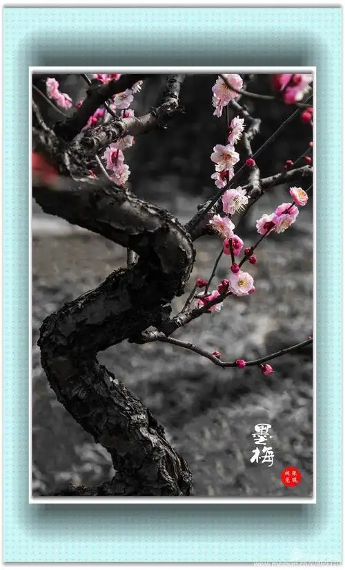 (原创)灵峰探梅之一:墨梅