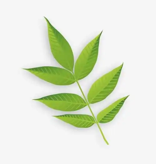 一片小叶子的艺术翩翩少年的相思寄语文人雅士的别样情怀