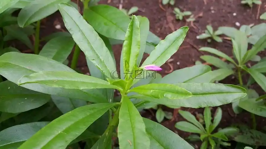 人参泰国人参草本植物