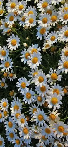 小雏菊壁纸 ·文艺ins风|喜欢小雏菊,却无关它的花语