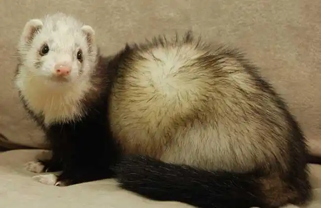 宠物貂的人工养殖方法