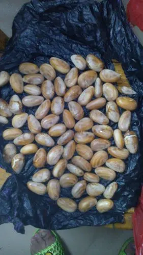 树菠萝籽能种吗?