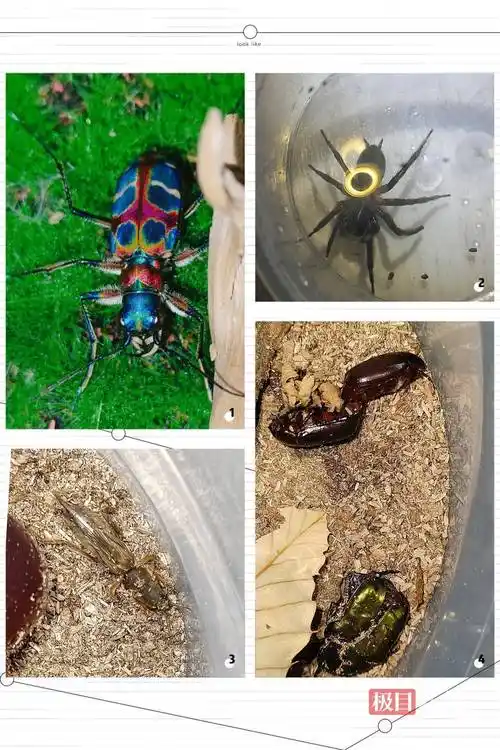 胡云瑞把捕捉回来的每一只昆虫都悉心饲养起来,时间久了,家里形成了一