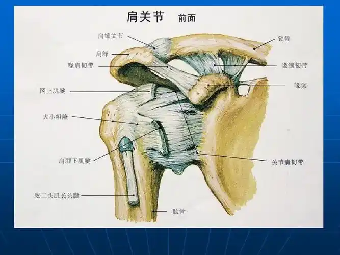 新建 肩关节解剖ppt_word文档在线阅读与下载_无忧文档