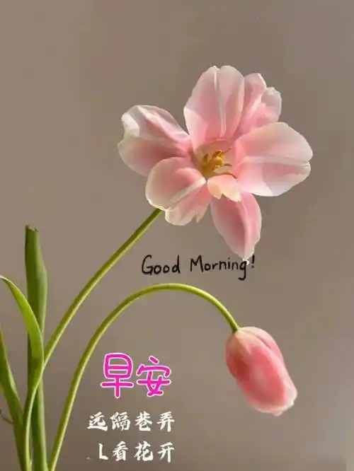 最新早上好漂亮祝福图片,早上好温馨问候语_天都_亲爱的朋友_生命