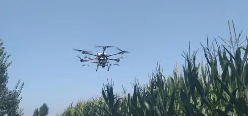 玉米田第一次飞机喷药