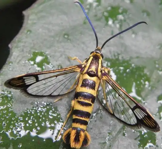 透翅蛾科(鳞翅目昆虫纲下的科)_石塘网