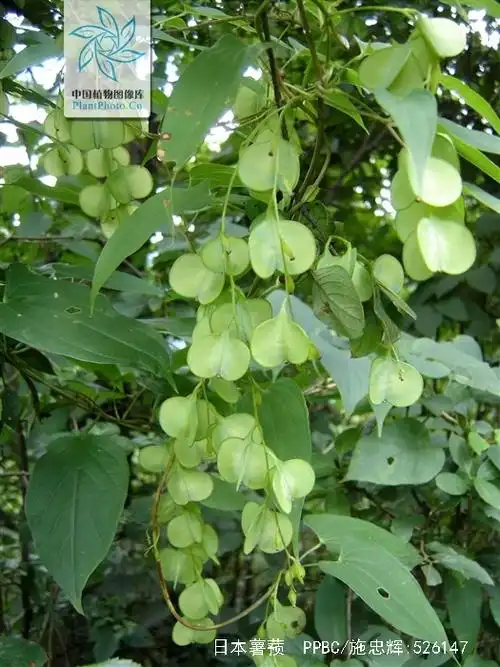 是薯蓣科薯蓣属植物.缠绕草质藤本.