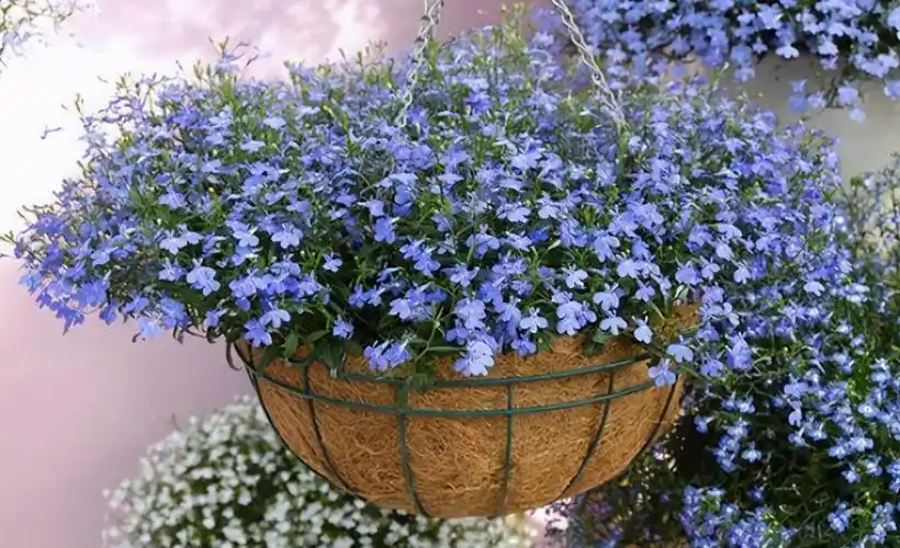 六倍利什么时候开花「六倍利从播种到开花要多久」