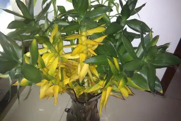 出来各有各的特色,它的名字里面虽然有个花字,但是它是不开花的植物