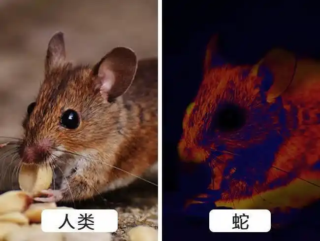 人类视角和动物视角对比原来动物眼中的世界是这样的