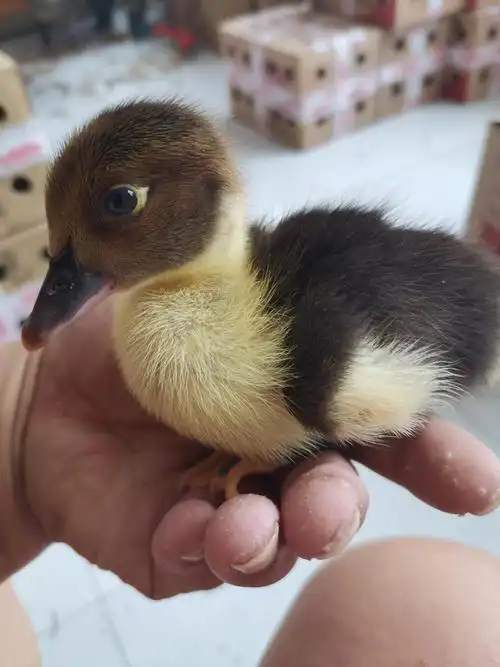 不二臣网红宠物小黄鸭苗小鸭子宠物活物小黄鸭可爱活的可爱柯尔鸭活体