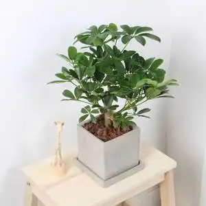 老桩鹅掌柴鸭脚木植物耐阴盆栽招财绿植室内净化空气桌面办公室