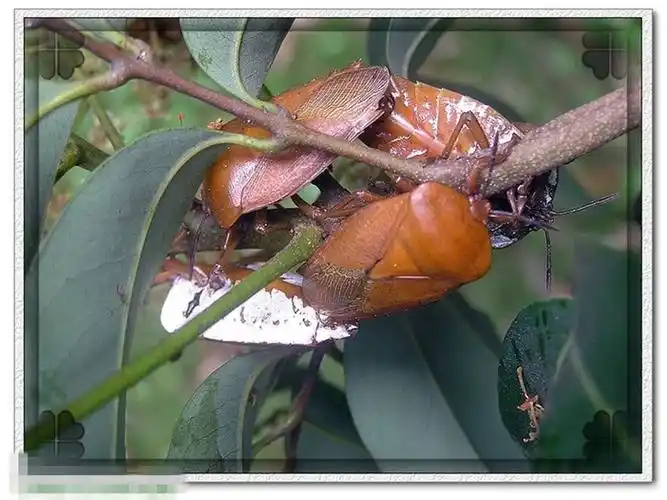 果树害虫,主要为害荔枝和龙眼;也为害其他无患子科植物.