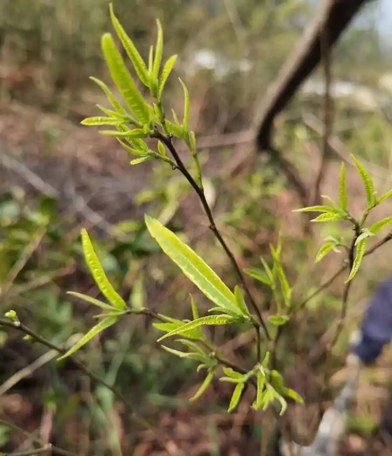 清远瑶山小叶白花牛奶树根 清远瑶山小叶白花牛奶树根,清肝明目,滋阴