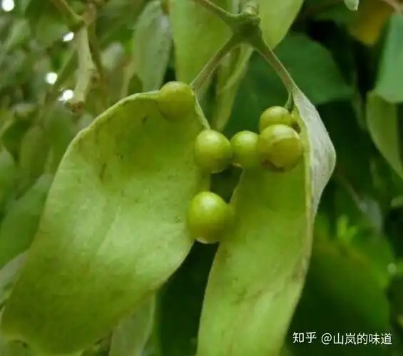 消失的童年"零食"一一梧桐籽 - 知乎