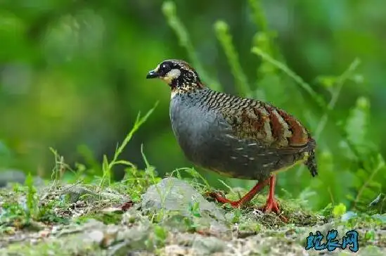 红脚竹鸡台湾山鹧鸪红脚竹鸡图片大全
