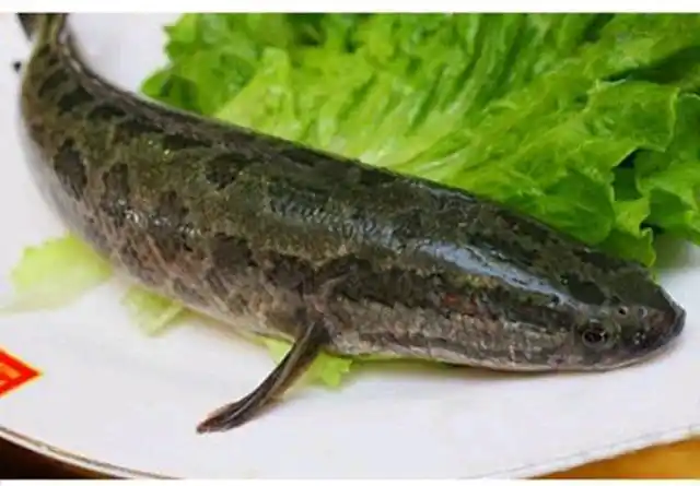 常见食用鱼之——黑鱼