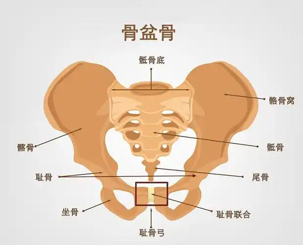 孕妇耻骨的位置在什么地方求姐妹们分享详细的图片