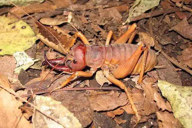 世界上最大的蝗虫有多大巨沙螽体型霸气十足