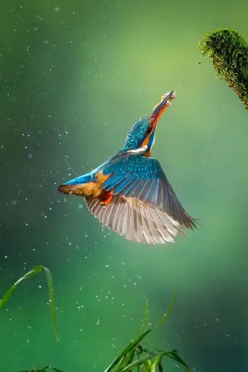 粉可爱的小动物唯美高清美图图片欣赏