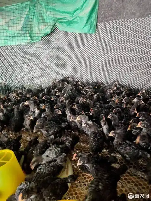 成活率 99% 公母 公母混合 单只重 200-500克 品种名 芦花鸡苗 苗龄