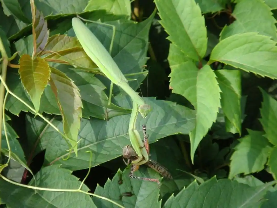 每天认识一种昆虫——中华大刀螳 中华大刀螳螂是我国常见的一种大型