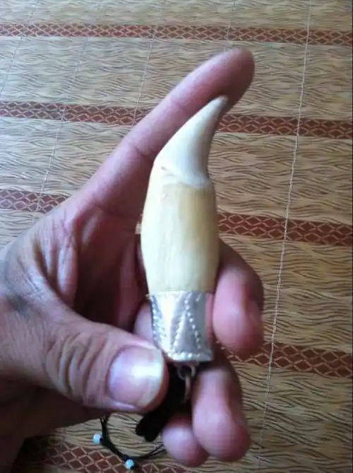 狗熊牙一个出售