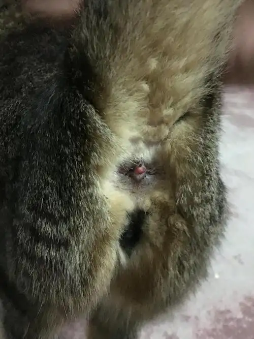 我的猫子长痔疮了