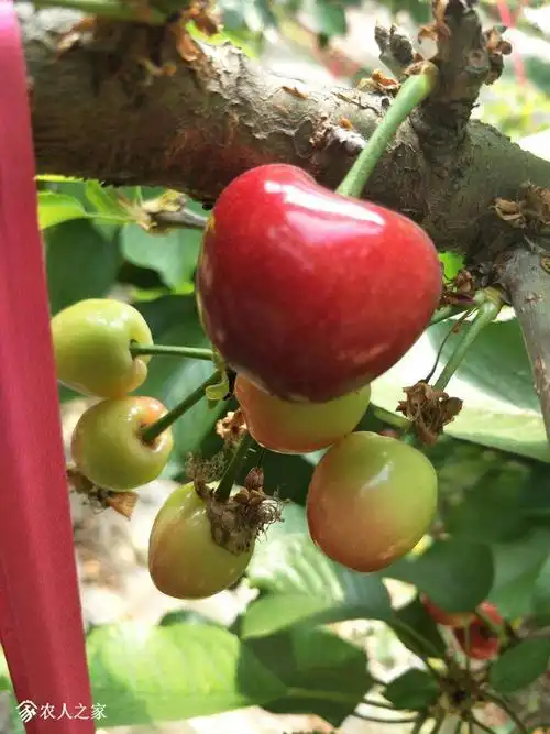 我认知的大樱桃品种特性——之拉宾斯.