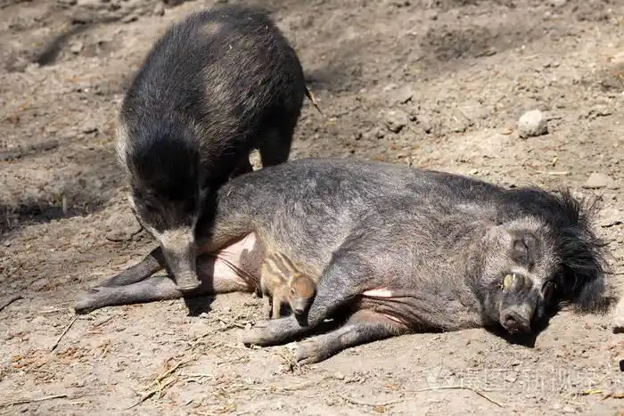 维萨扬疣猪, sus cebifrons negrinus, 母猪与幼崽