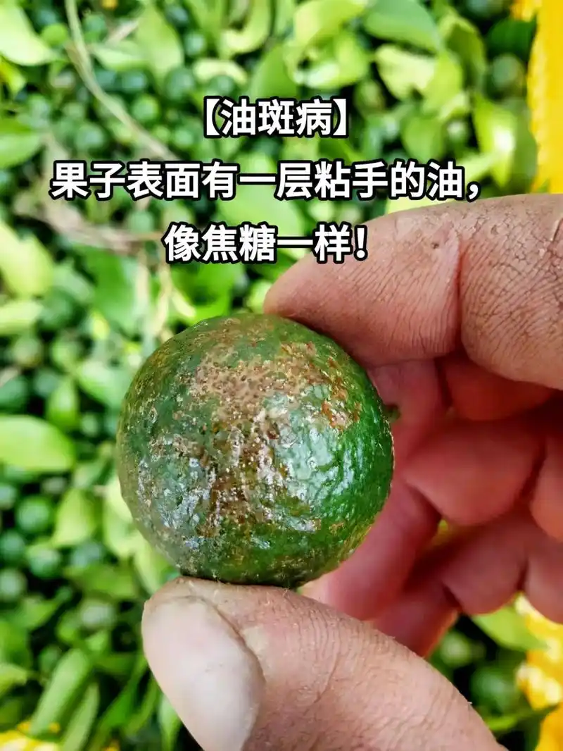 柑橘油斑病