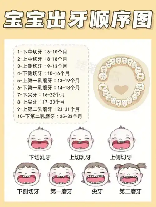 宝宝出牙干货08出牙时间及顺序及护理方法