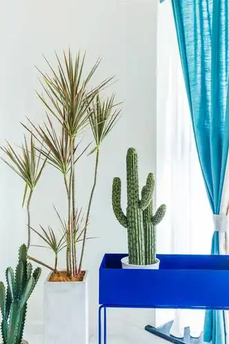 180平混搭风格设计绿植图片