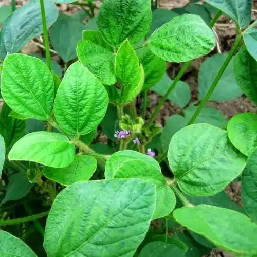 玄参的播种方法及时间