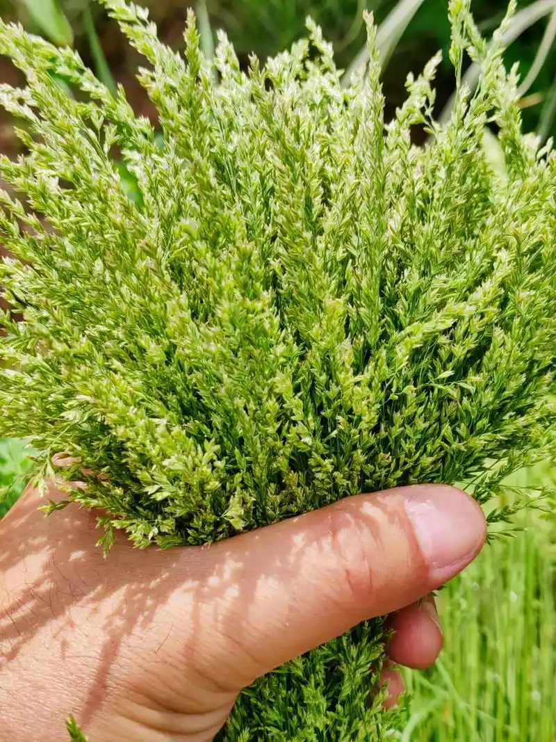 身边植物之灯芯草:灯芯草科灯芯草属多年生草本植物.