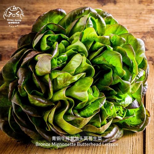 青铜牛排黄油头莴苣生菜种子多汁酥脆耐热进口传家宝春秋阳台盆栽
