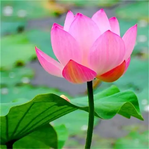 花开富贵头像 适合妈妈们用的高清好看花开富贵图片微信头像_微信头像