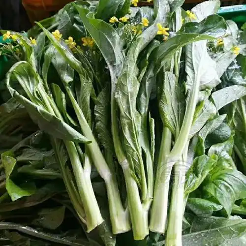 【精选现发】多子多福甜菜心多枝多芽菜心广东菜芯菜苔籽清甜蔬菜四季