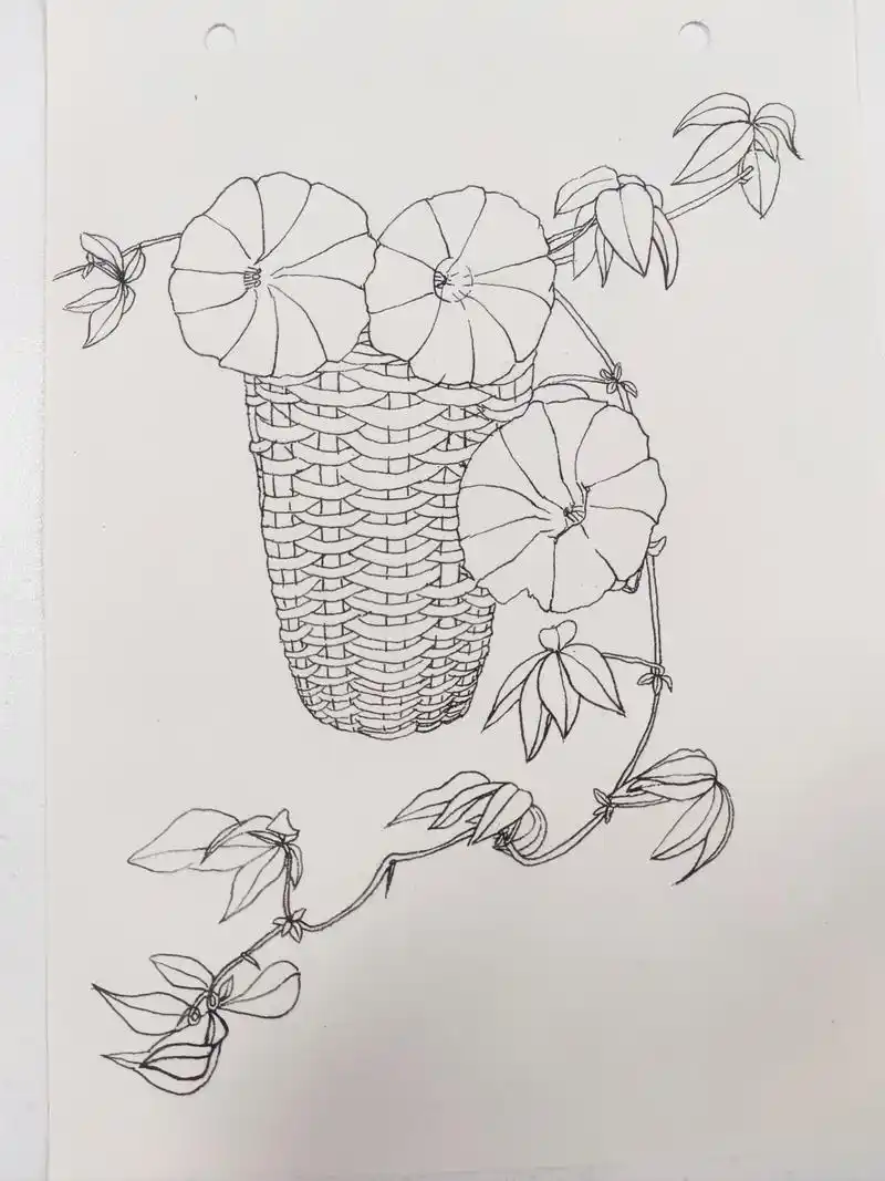 每日一画「牵牛花」
