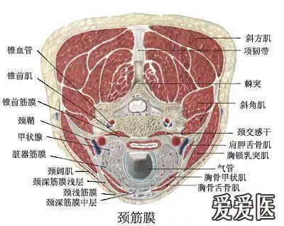 杜福辰:肌筋膜内静态残余张力增高是激痛点的主要病理