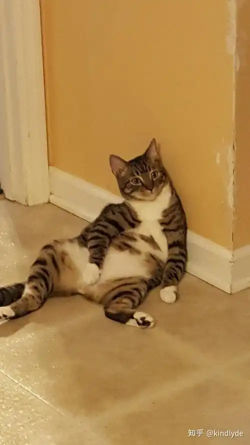 一只猫的坐姿能有多骚包?