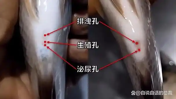 因此,这也就是你为什么买不到母吴郭鱼的真正原因,吴郭鱼公母看它的