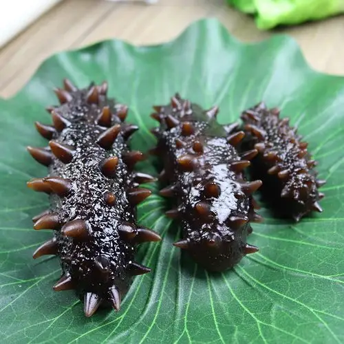 水产海鲜模型假海参水发海参模型仿真海参食物模型模具道具