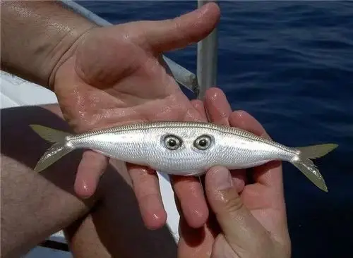 日本承认100多万吨核废水将倒入太平洋!核辐射全球蔓延,恐影响全人类