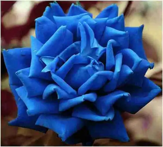 蓝色玫瑰代表什么(蓝色玫瑰是什么花语)