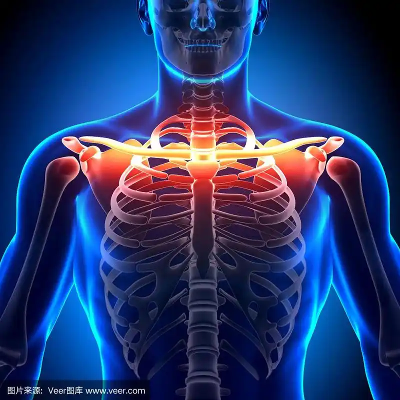 锁骨解剖的骨头