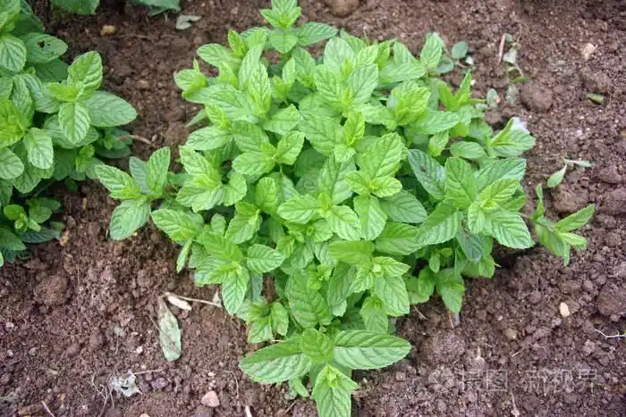 照片 草本薄荷 (薄荷) 生长在全太阳的除草土壤中.棕壤背景.jpg