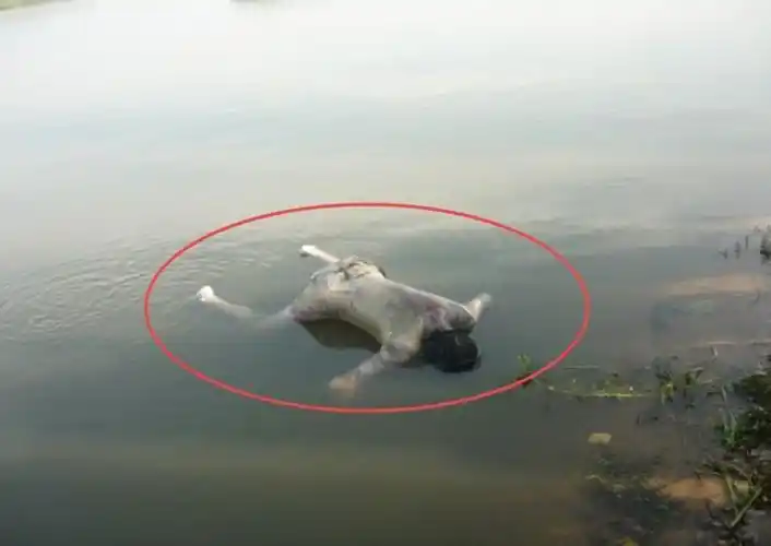 车开到水里保险可以赔多少 开车开到河里淹死保险能赔多少