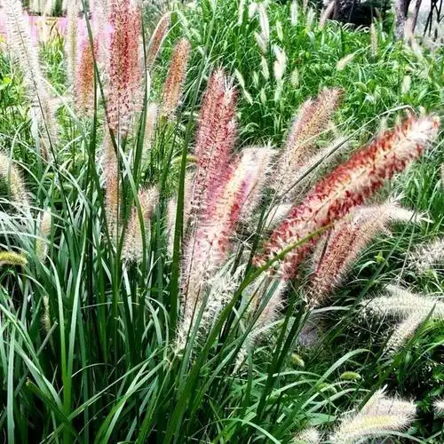 原来草也可以这么美--狼尾草(pennisetum alopecuroides)